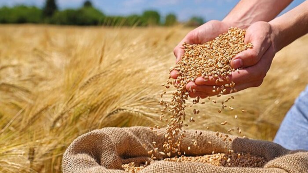 رونمایی از سامانه الکترونیکی تولید و توزیع بذر